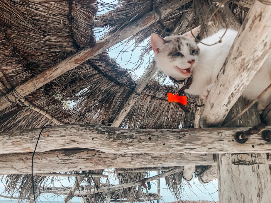 cats of mexico