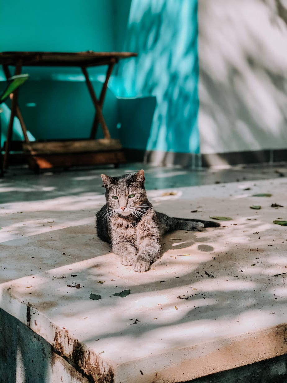 cats of mexico