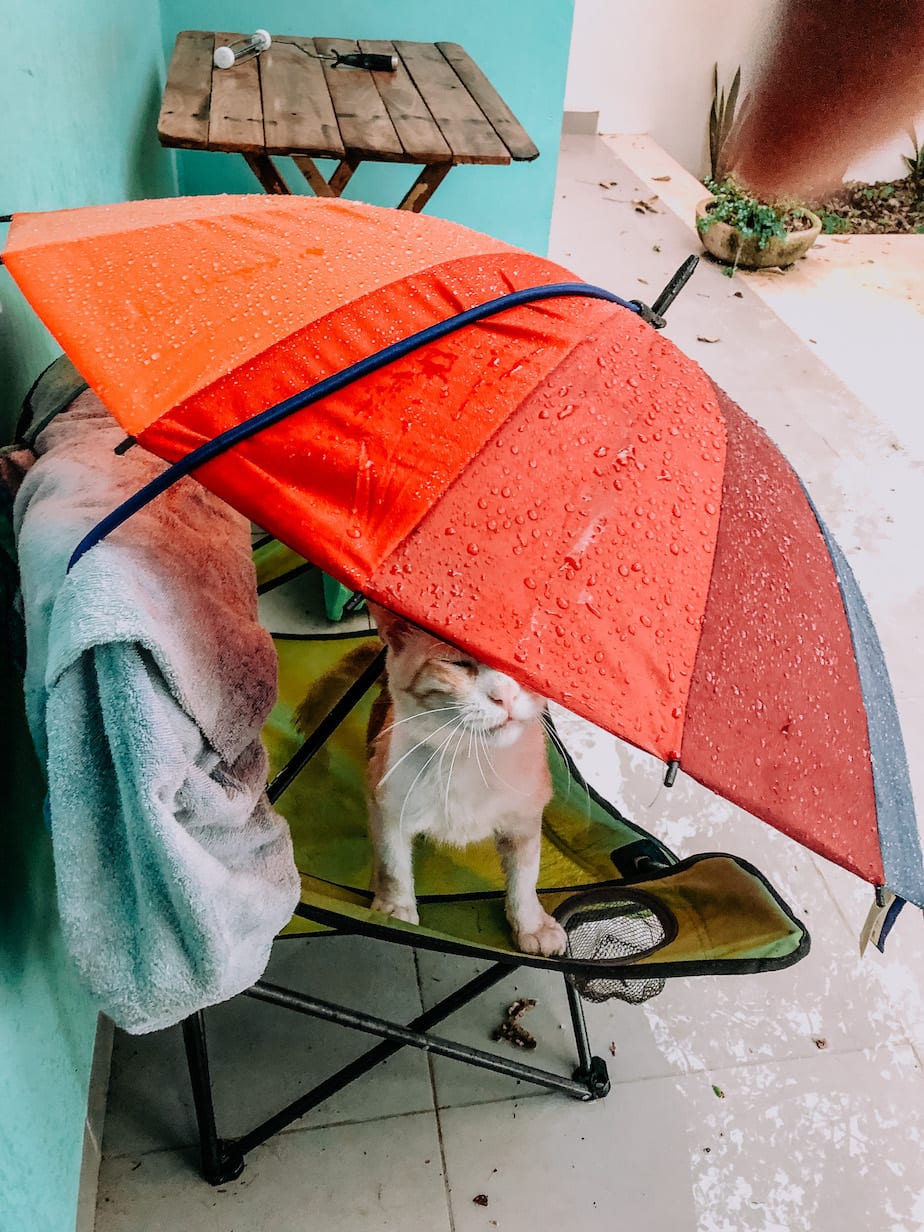 cats of mexico