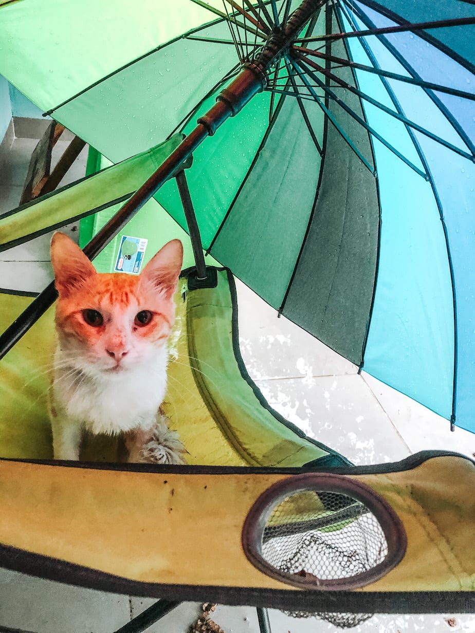 cats of mexico