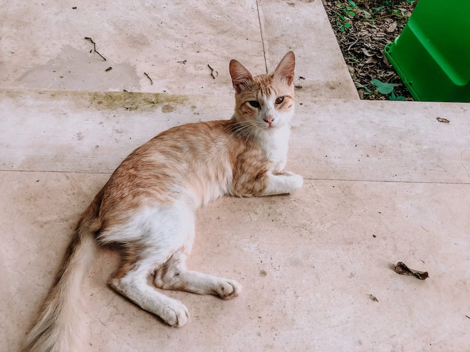 cats of mexico