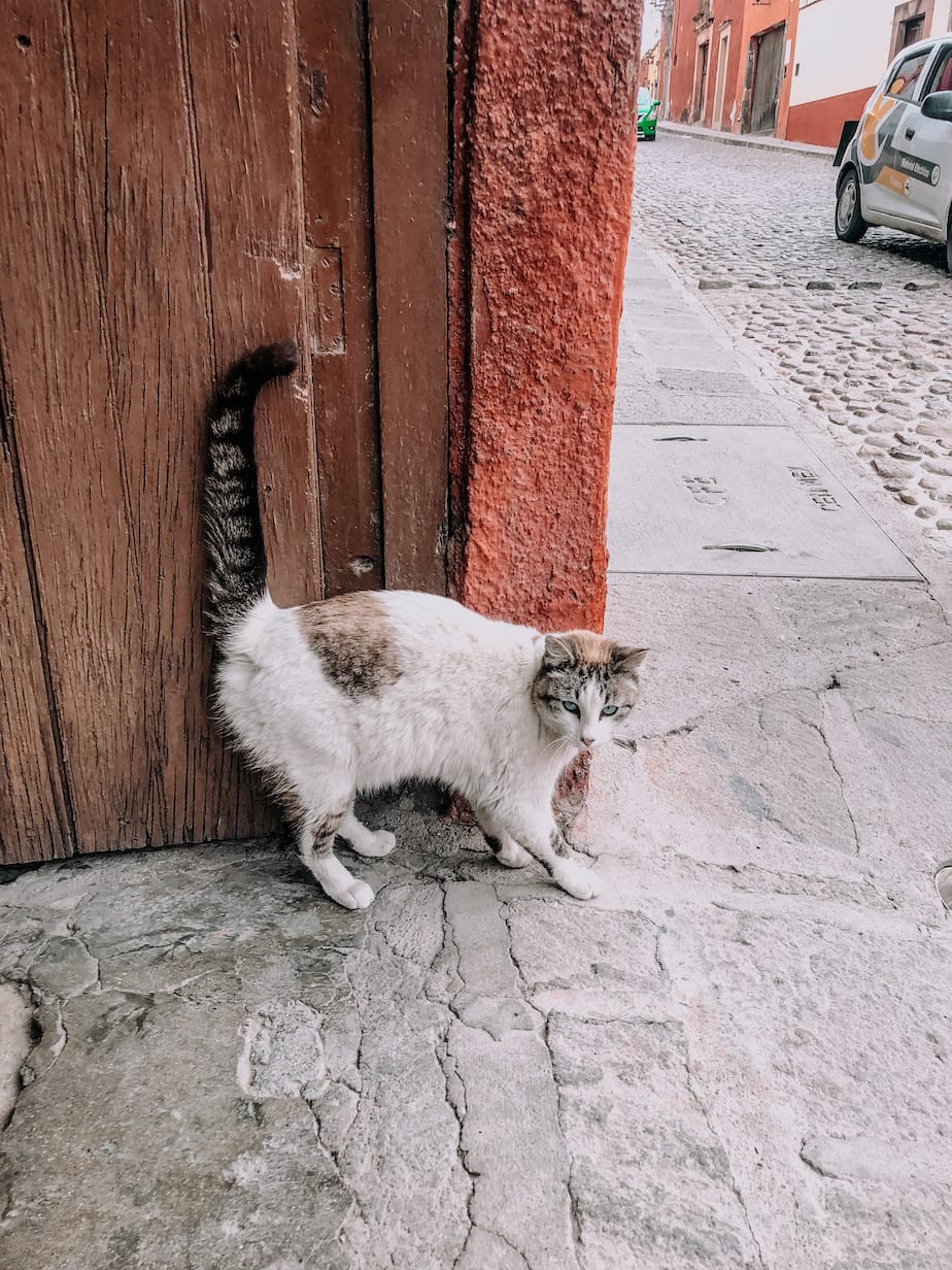 cats of mexico