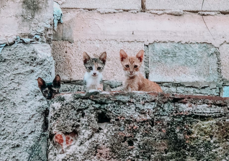 cats of mexico