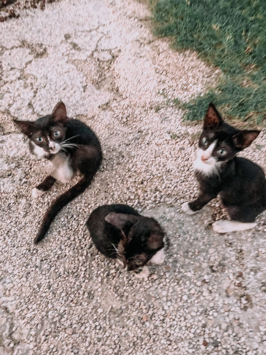 cats of mexico