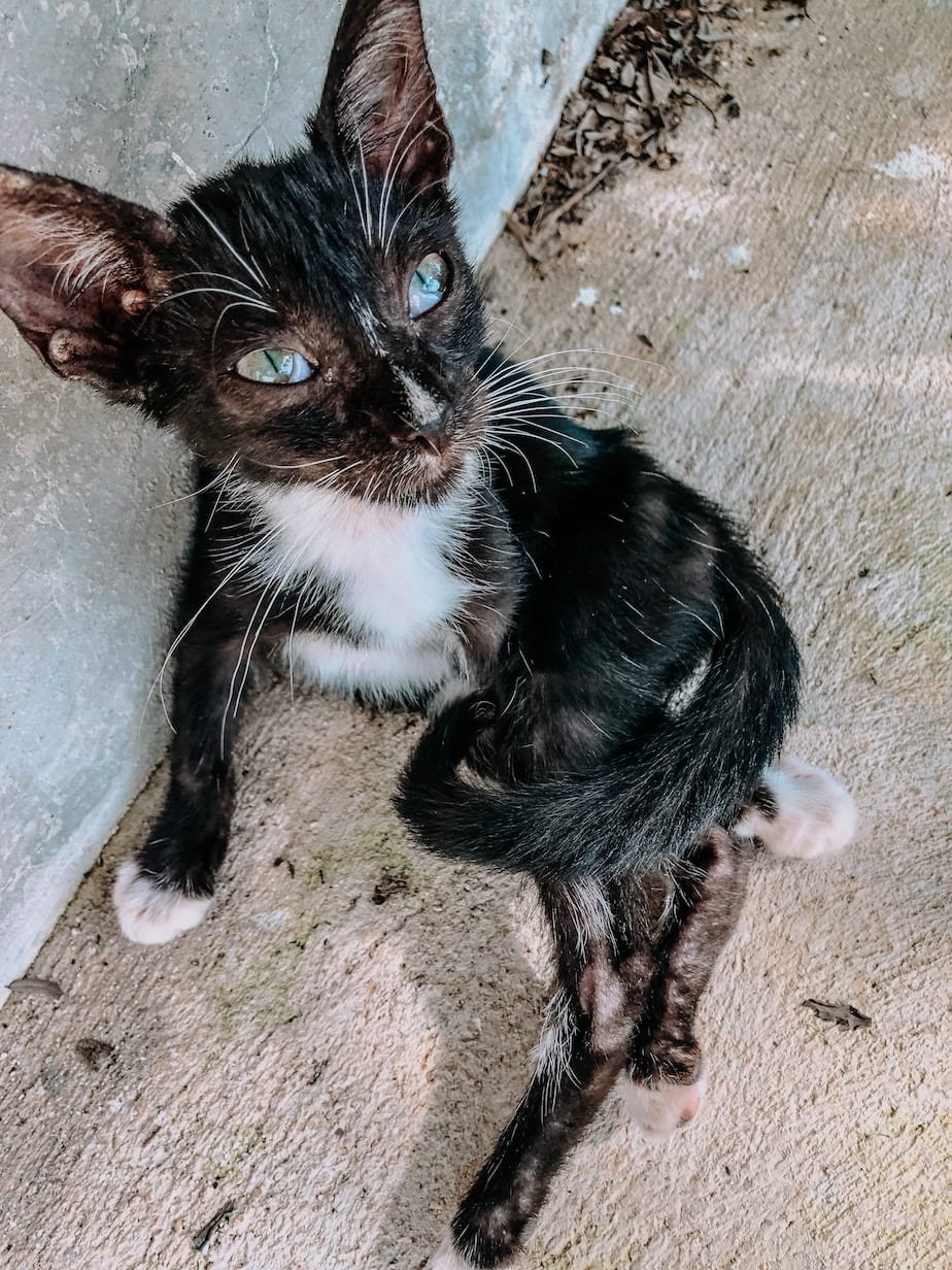 cats of mexico