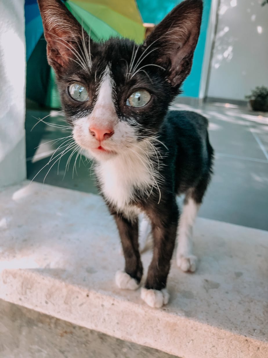 cats of mexico