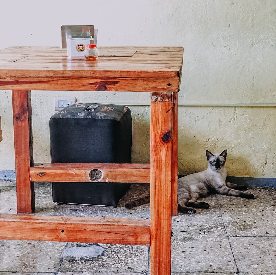 cats of mexico