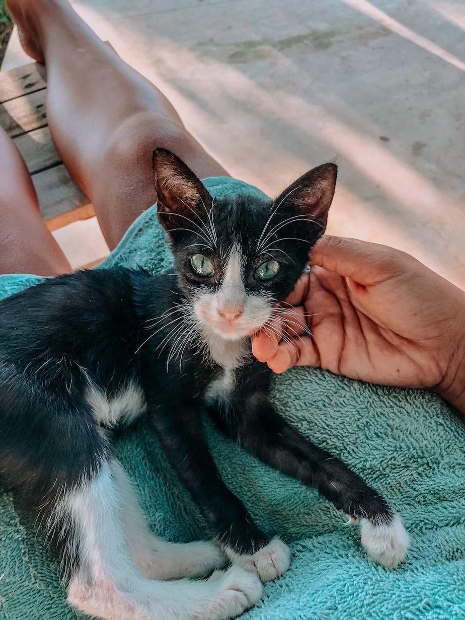 cats of mexico