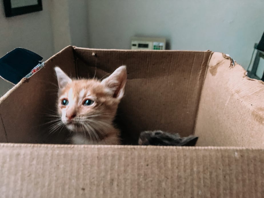 cats of mexico