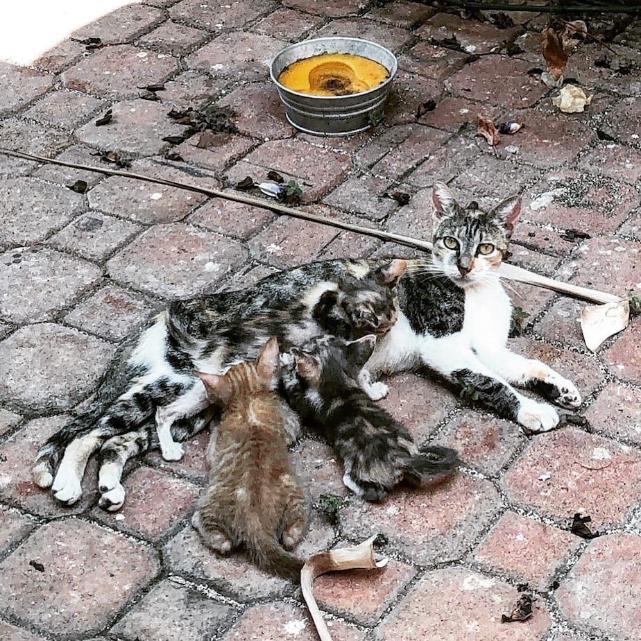 cats of mexico