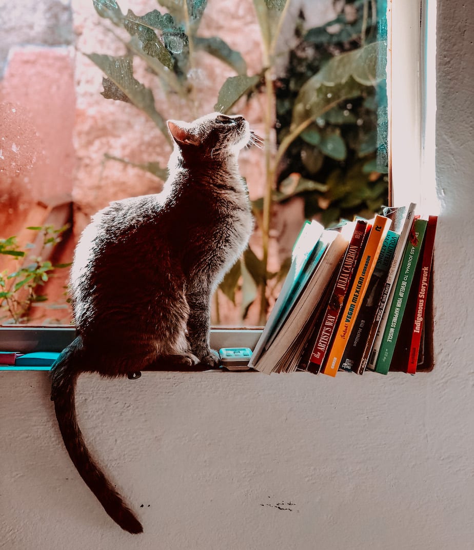 cats of mexico