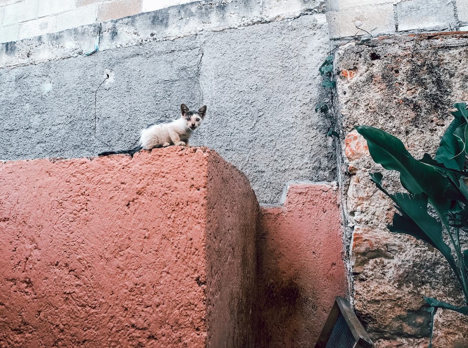 cats of mexico