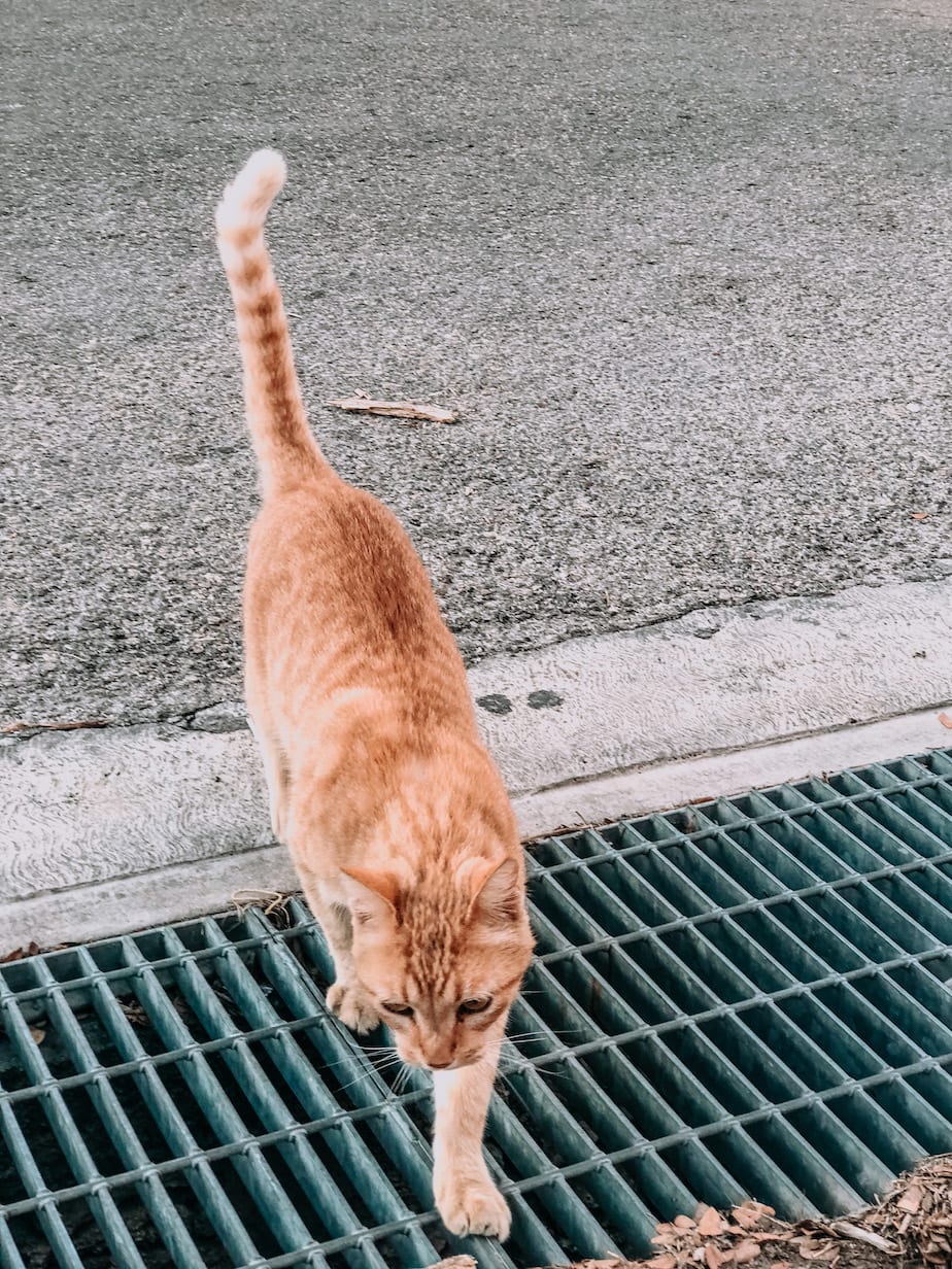 cats of mexico