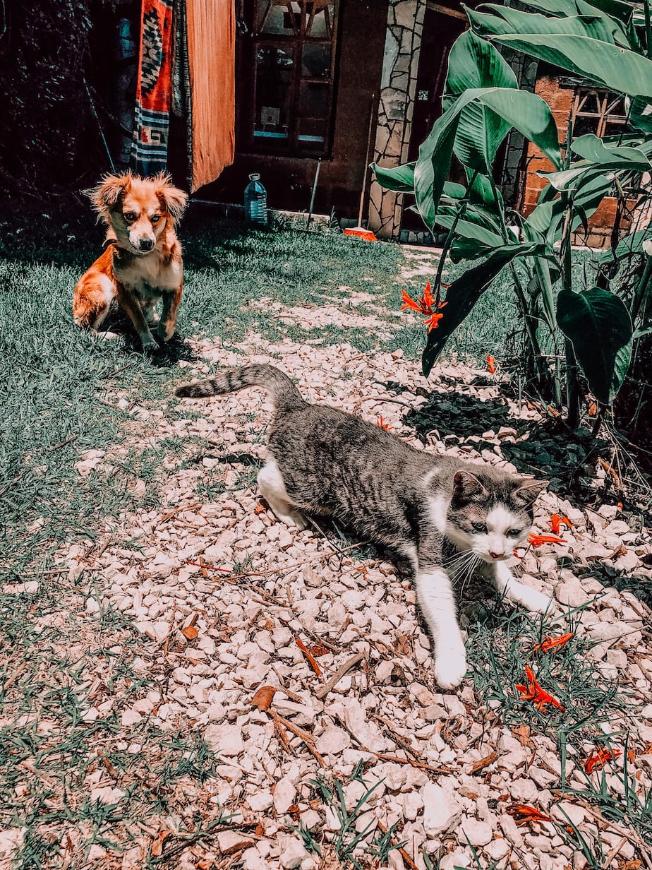 cats of mexico