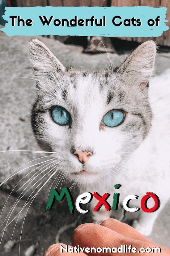 blue eyed cat Mexico