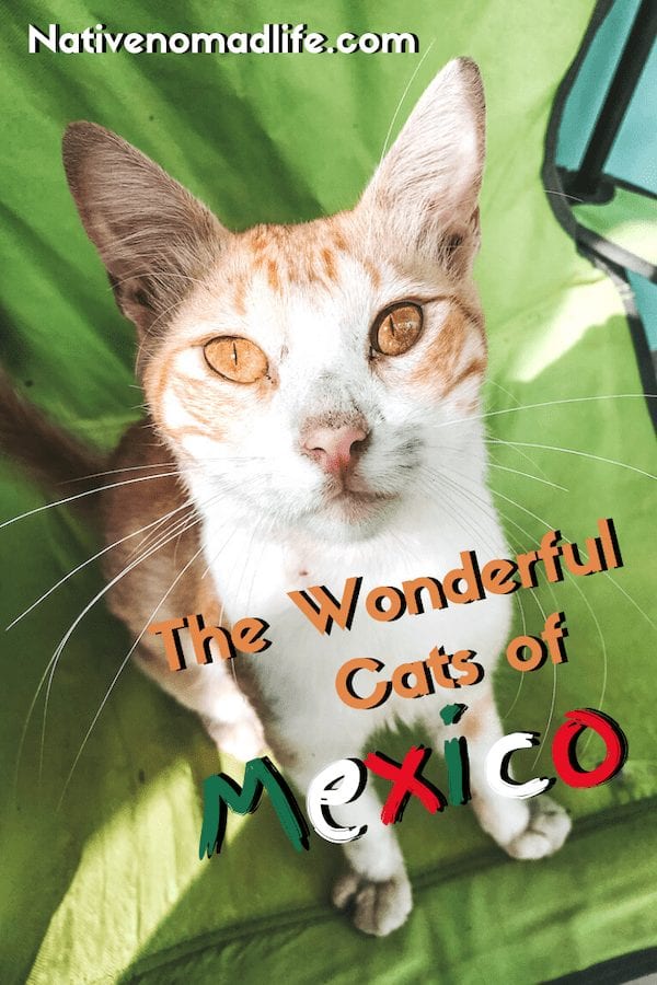 Orange cat in Mexico