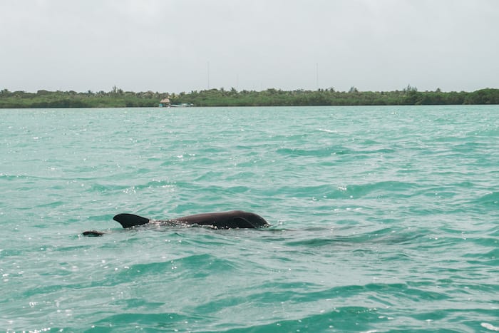 sian kaan bioreserve dolphins