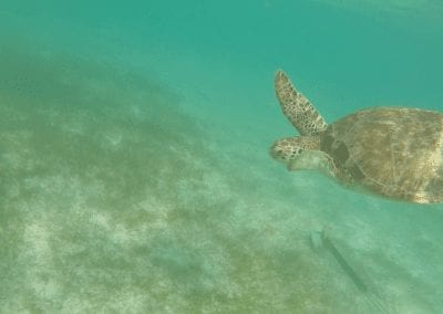 turtle underwater digital nomad
